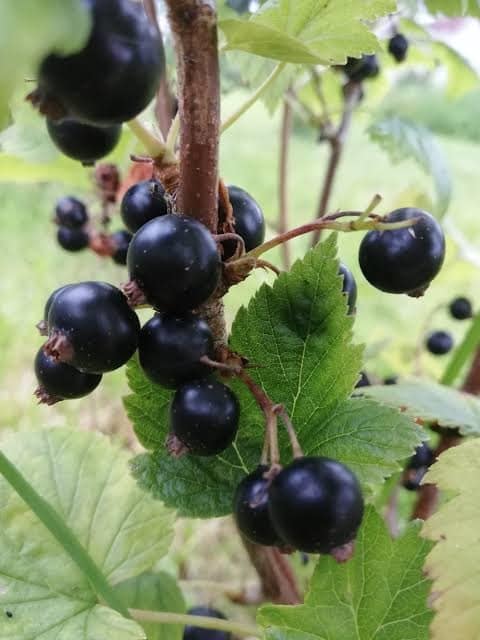 Mustsõstar
